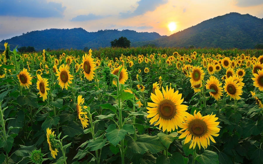 Golden Hour: Sunflower Captions for Instagram