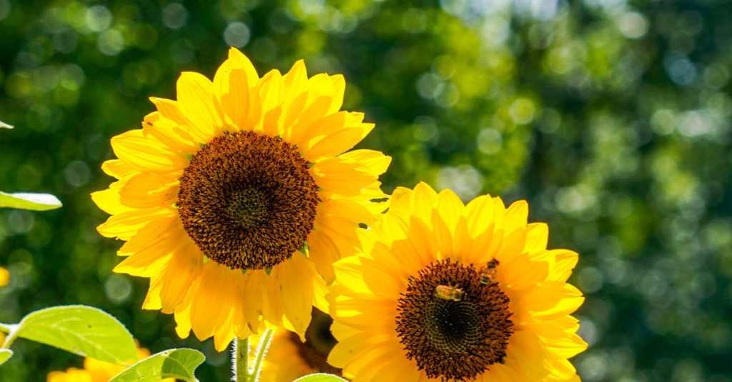 Cute Sunflower Caption