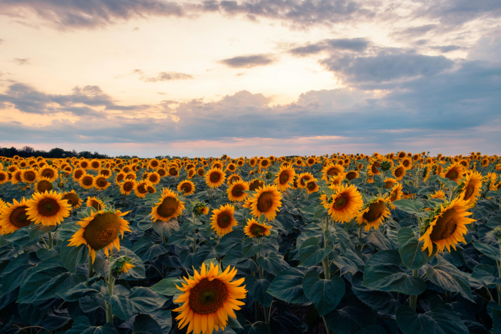 Short Sunflower Captions