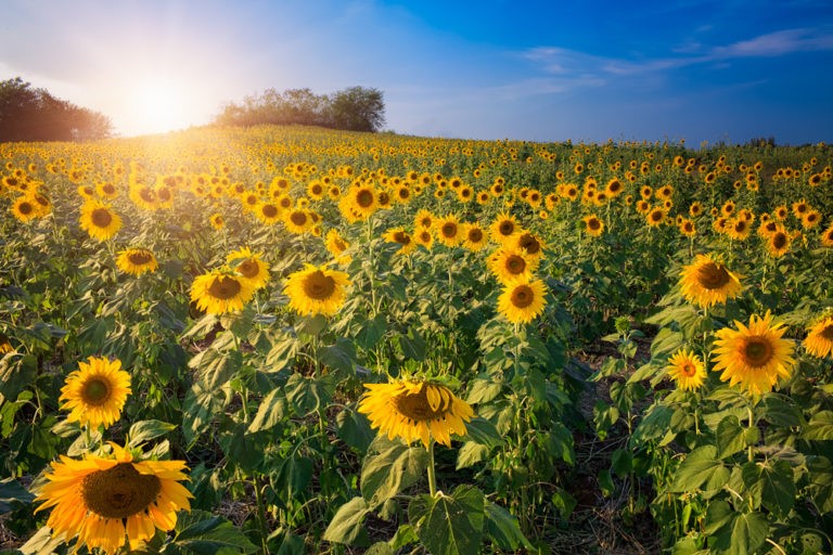Golden Hour: Sunflower Captions for Instagram