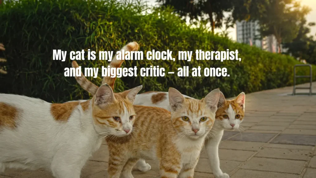 350 cute and funny cat captions for every feline photo