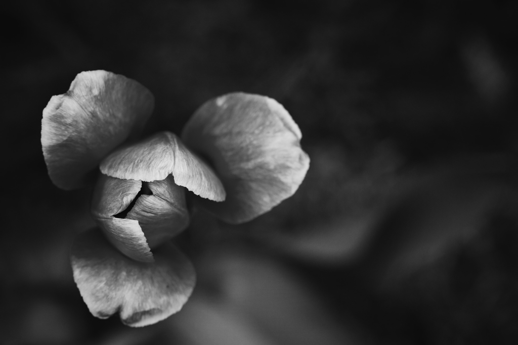  Short black-and-white 