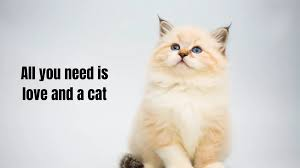 Our Favourite Cat Captions for Instagram
