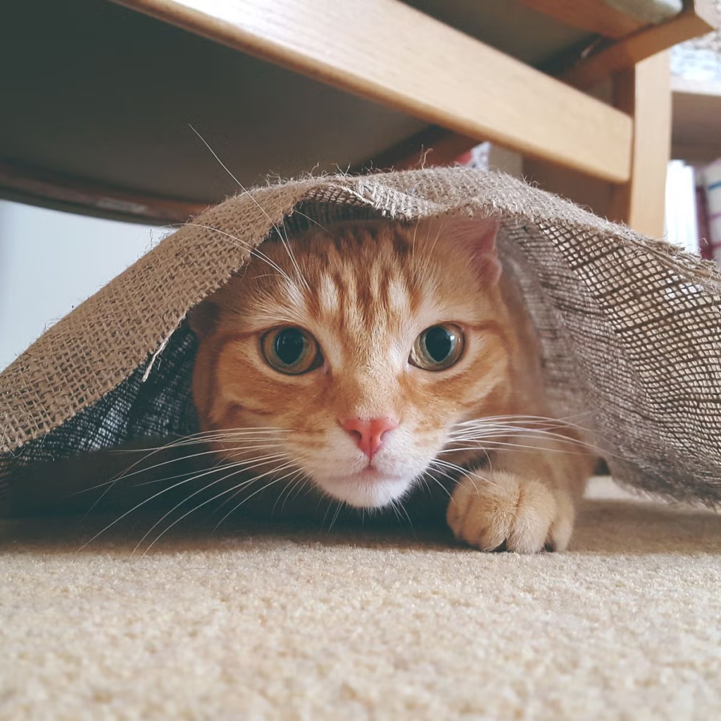 Short Cat Captions for Instagram