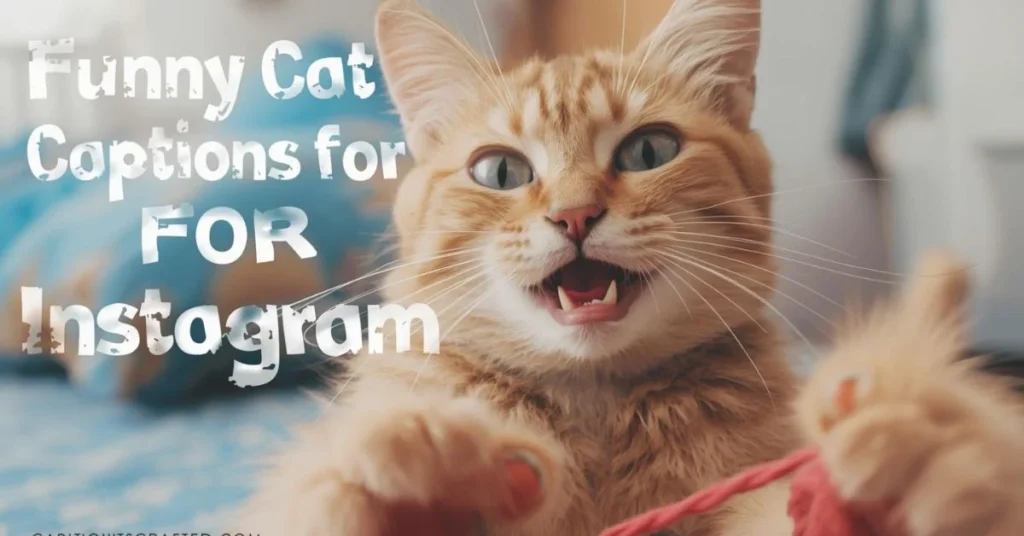 Funny Cat Captions for Instagram