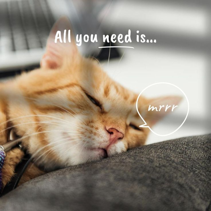 Sleeping Cat Captions for Instagram
