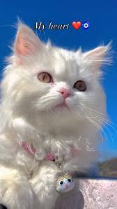 Cute Cat Captions