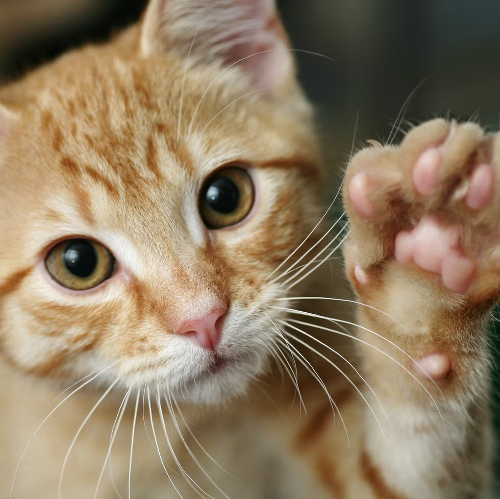 Cat Quotes for Instagram